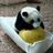 ボブパンダの写真